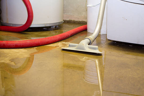 Best Mold removal after water damage  in Bostonia, CA