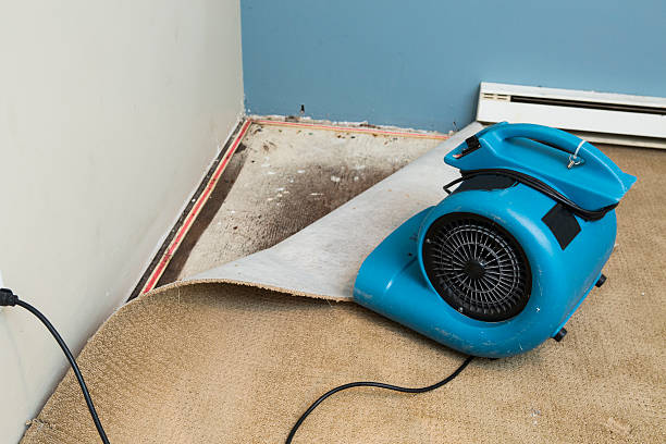 Best Water damage repair service  in Bostonia, CA